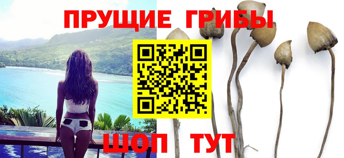 Галлюциногенные грибы Cubensis Мурманск